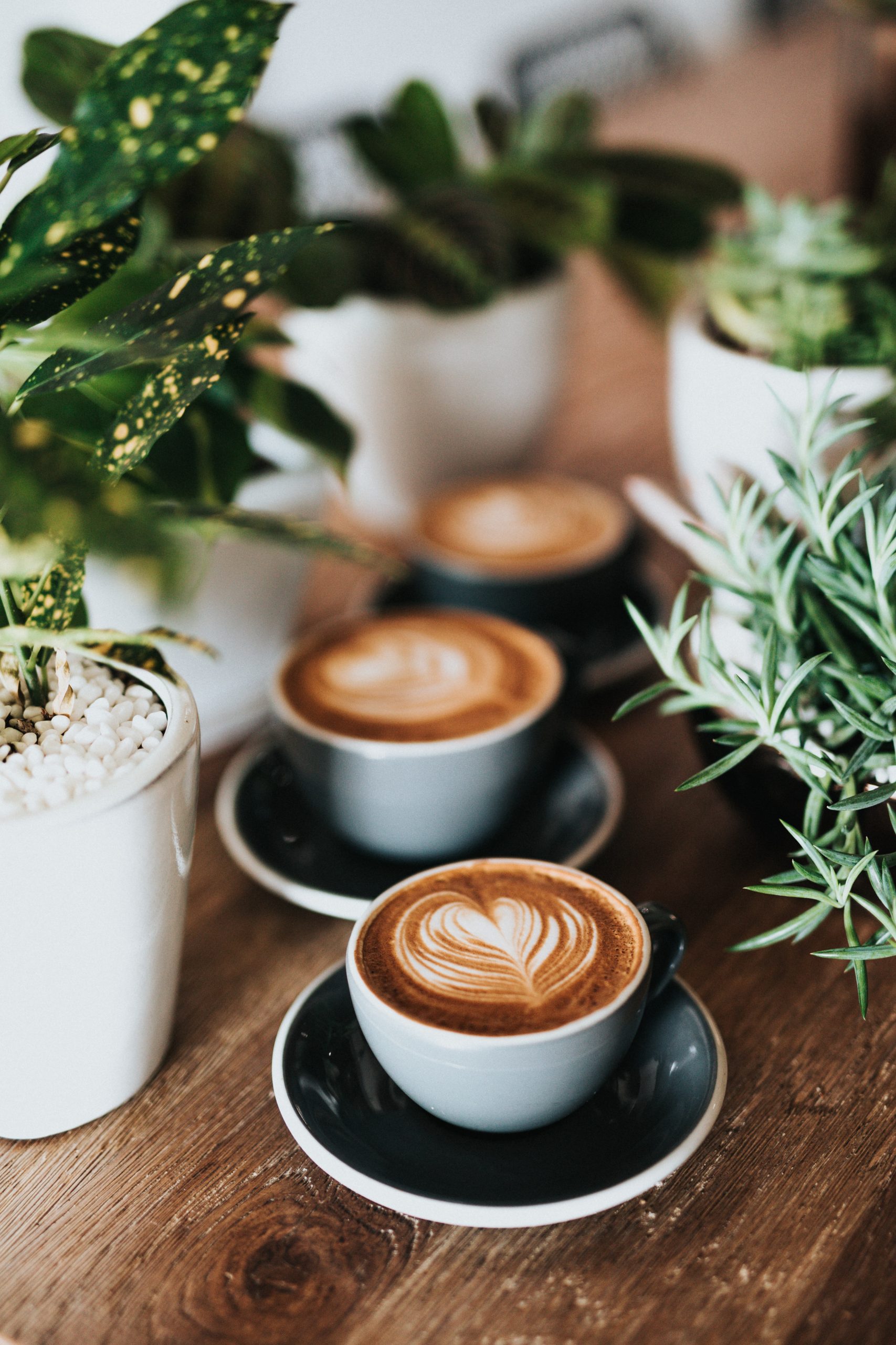Three lattes on a table surrounded by plants.